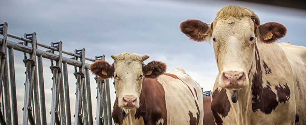 quelques photos de mon travail avec sept fermes de producteur 