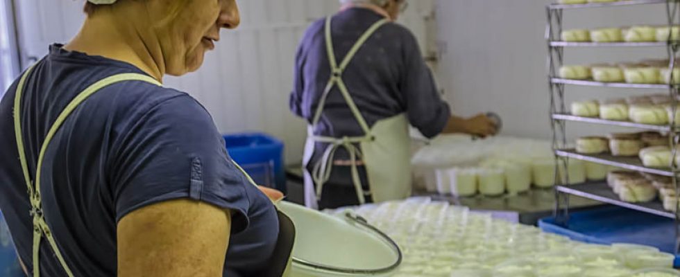 quelques photos de mon travail avec sept fermes de producteur 