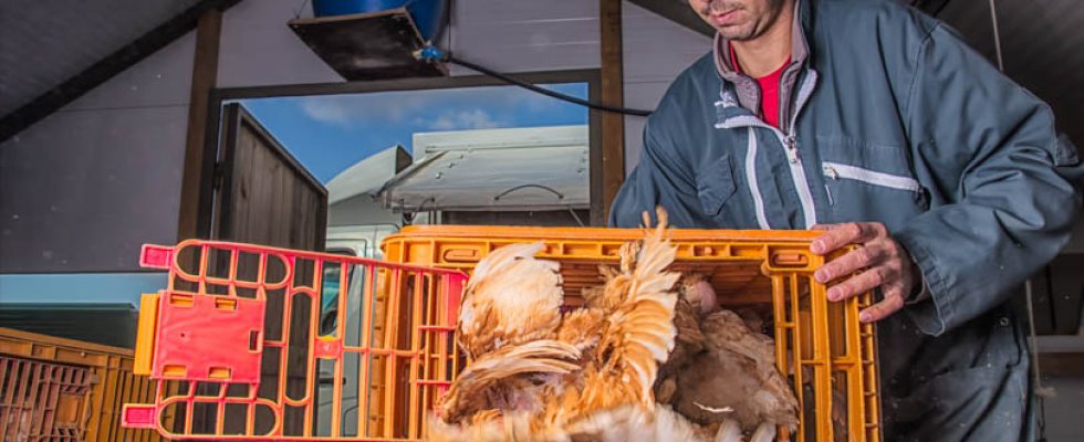 quelques photos de mon travail avec sept fermes de producteur 